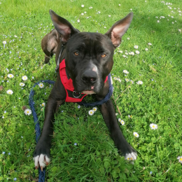 Yaya profile