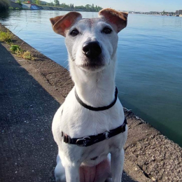 Dory profile