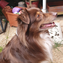 Loki profile