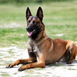 Tyko profile