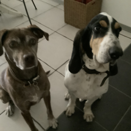 Ralph et ludo profile