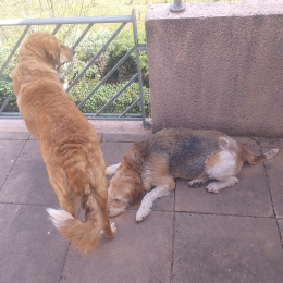 Sanka et linda profile