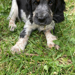 Pablo profile