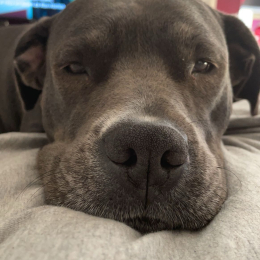 Valentine profile