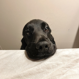 Zizou profile