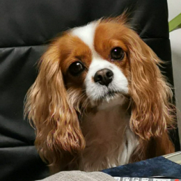 Phoebe profile
