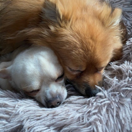 Rox et merlin profile