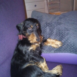 Nestor et helo profile