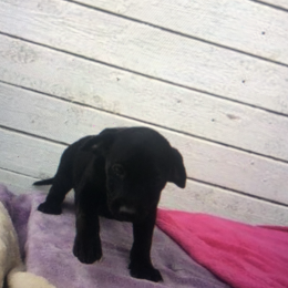 Nova profile