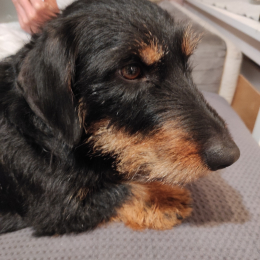 Rocky profile