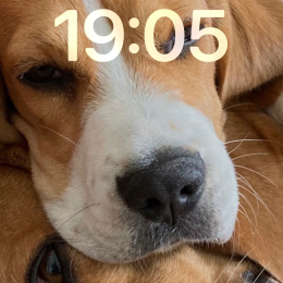 Noukie, siri profile