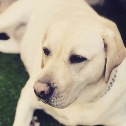 Doggo profile