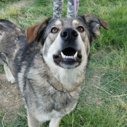 Ciro profile