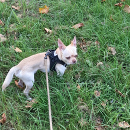 Doggo profile
