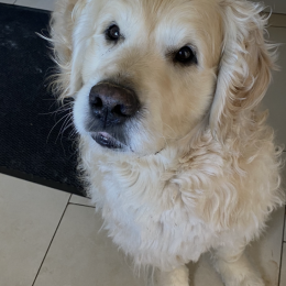 Max profile