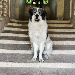 Oscar profile