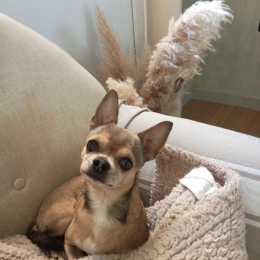 Doggo profile