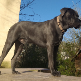 Rimski profile