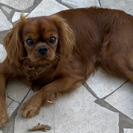 Youpi profile