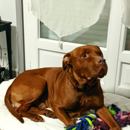 Tyson profile
