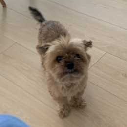 Loulou profile
