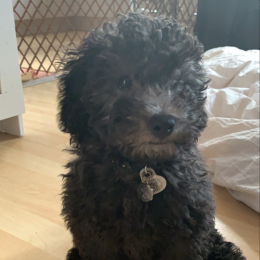 Mowgli profile