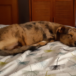 Doggo profile