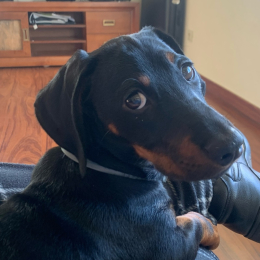 Francisco profile