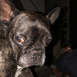 Guess et gucci profile