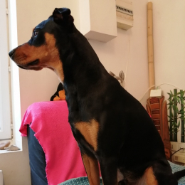 Ace profile