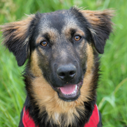 Koda profile