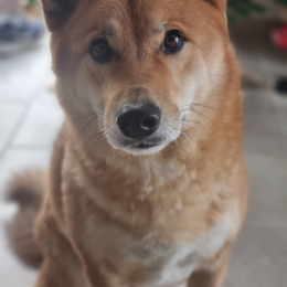 Sanka profile
