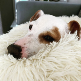 Little jack profile