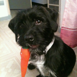 Filou profile