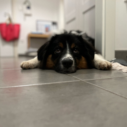 Schnaps profile