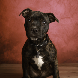 Vici profile