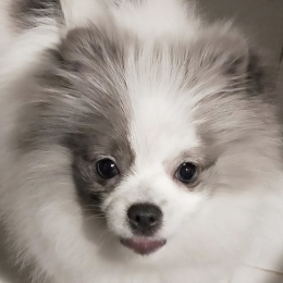 Doggo profile