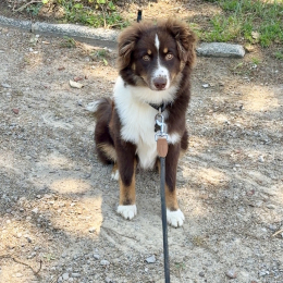 Vaïko profile