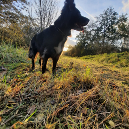 Pepper profile