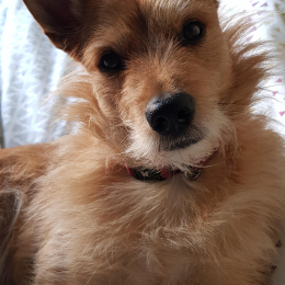 Dobby profile