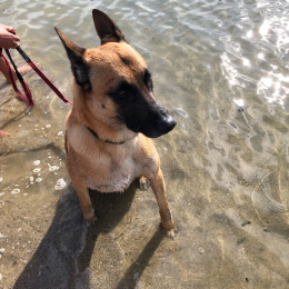 Paco profile