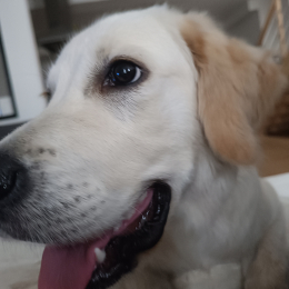 Loki profile