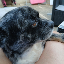 Roxy profile