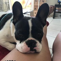Buddy profile