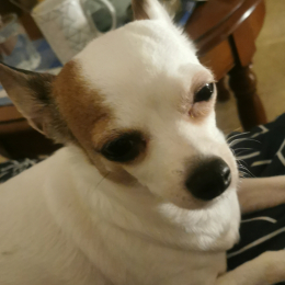 Pe'elope profile