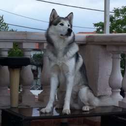 Aïko  profile