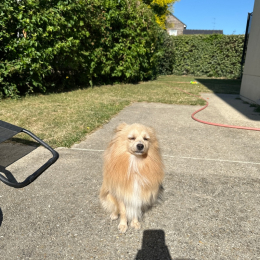 Sonic profile