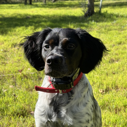 Lily profile