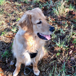 Shadow profile
