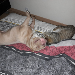 Saxo et sunshine profile